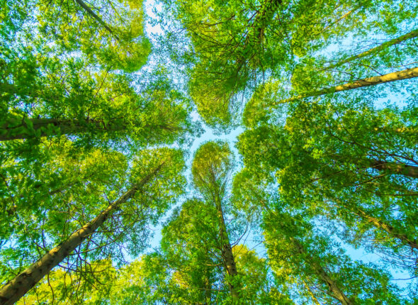 trees-with-green-leaves
